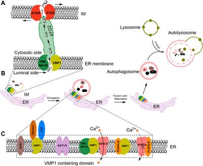 VMP1: a multifaceted regulator of cellular homeostasis with implications in disease pathology
